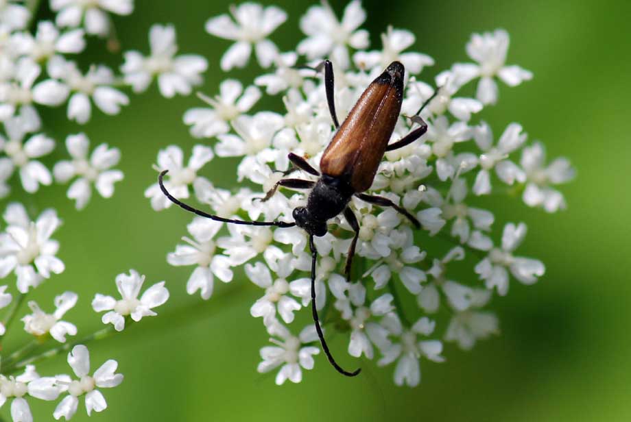 Anastrangalia sanguinolenta  dei dubbi (risolti)